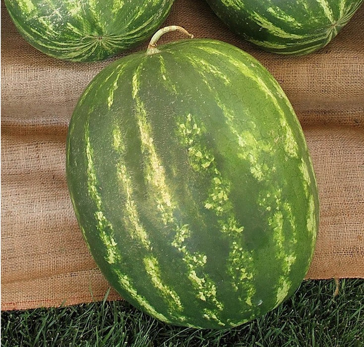 Seed Bound, Hybrid Watermelon Seeds, Available in Different Colors
