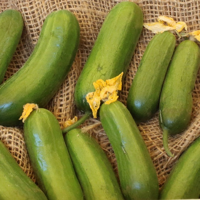 Seed Bound, Hybrid Cucumber Seeds, Available in Different Colors