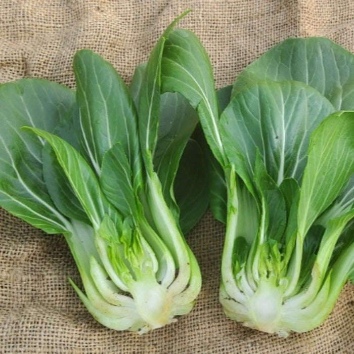 Seed Bound, Hybrid Pakchoi Seeds