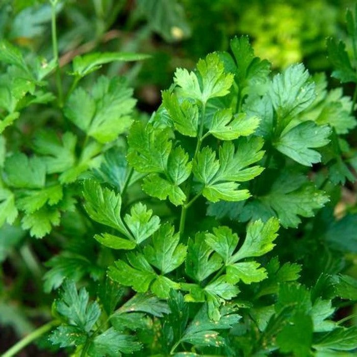 Seed Bound, Parsley Seeds