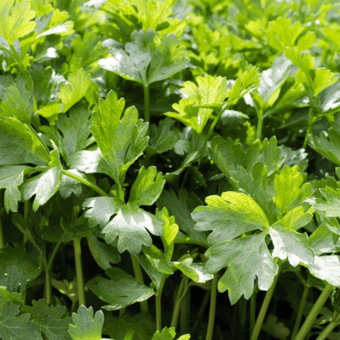 Seed Bound, Coriander Seeds