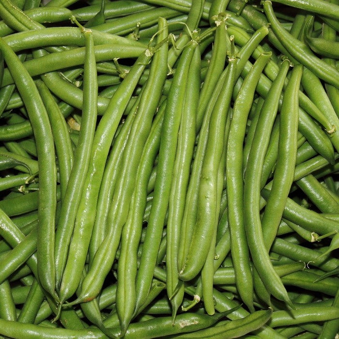 Seed Bound, Beans Seeds