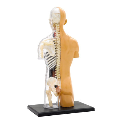Human Anatomy