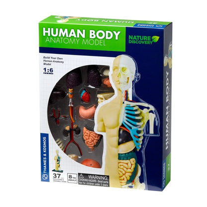 Human Anatomy