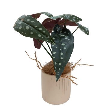 Cool Gift, Artificial Plants Potted #213-31