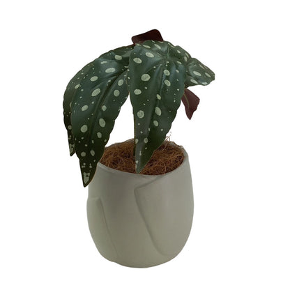 Cool Gift, Artificial Plants Potted #553