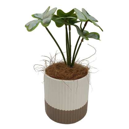 Cool Gift, Artificial Plants Potted #556