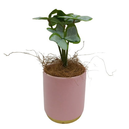 Cool Gift, Artificial Plants Potted #557