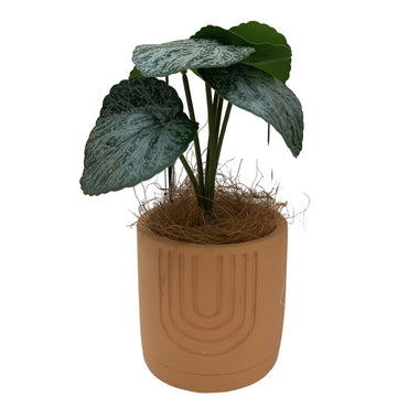Cool Gift, Artificial Plants Potted #560