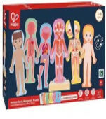 Human Body Magnetic Puzzle