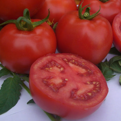 Seed Bound, Hybrid Tomato Seeds, Available in Different Colors