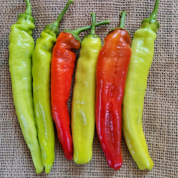 Seed Bound, Hybrid Hot Pepper Seeds, Available in Different Colors