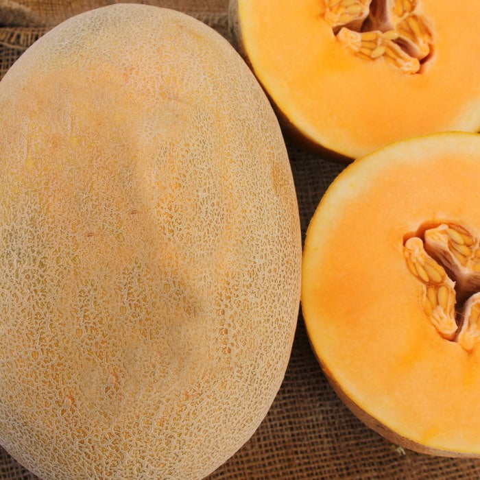 Seed Bound, Hybrid Melon Seeds, Available in Different Colors