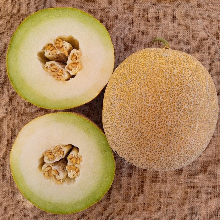 Seed Bound, Hybrid Melon Seeds, Available in Different Colors
