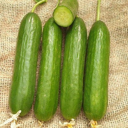 Seed Bound, Hybrid Cucumber Seeds, Available in Different Colors