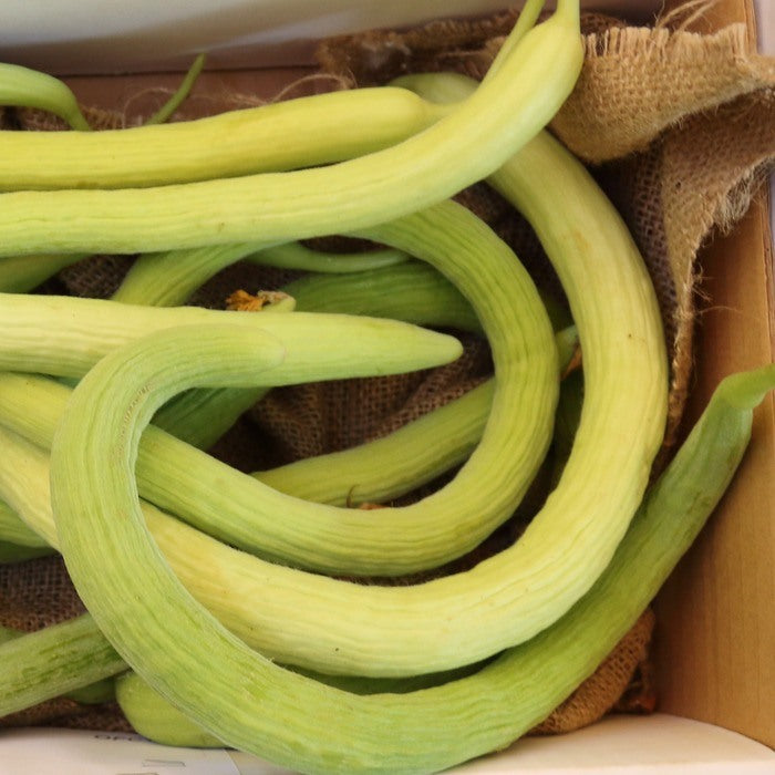 Seed Bound, Hybrid Snake Melon (Mekti)