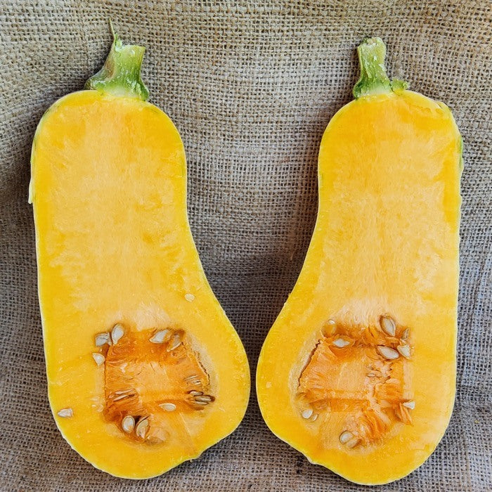 Seed Bound, Hybrid Pumpkin Seeds