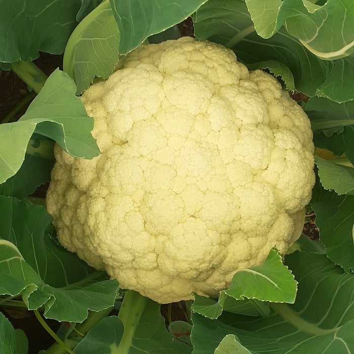Seed Bound, Hybrid Cauliflower Seeds, Available in Different Colors