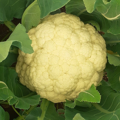 Seed Bound, Hybrid Cauliflower Seeds, Available in Different Colors