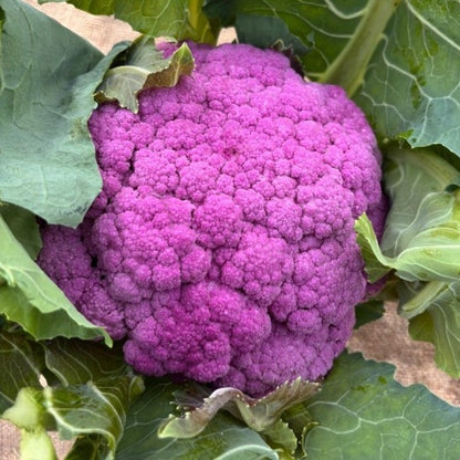 Seed Bound, Hybrid Cauliflower Seeds, Available in Different Colors