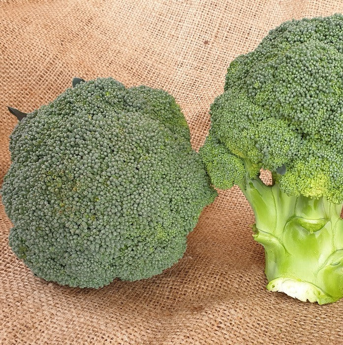 Seed Bound, Hybrid Broccoli Seeds