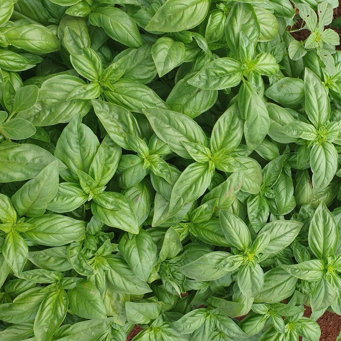 Seed Bound, Basil Seeds