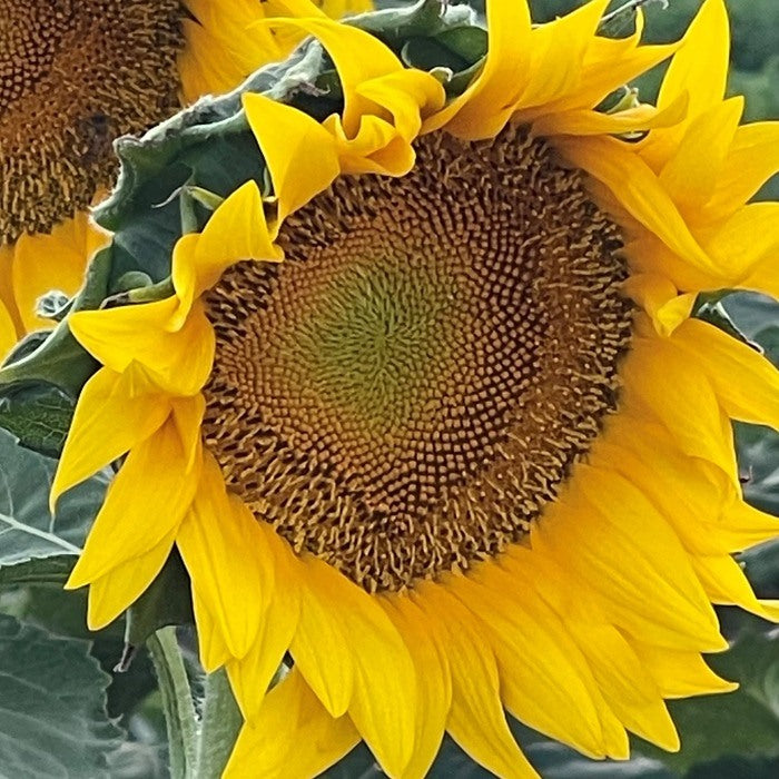 Seed Bound, Hybrid Sunflower Seeds