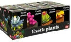 Mattoncini Exotic Plants